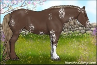 Horse Color:White Spotted Liver Chestnut Rabicano