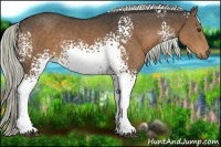 Horse Color:White Spotted Liver Chestnut