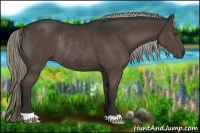 Horse Color:Liver Chestnut Rabicano 