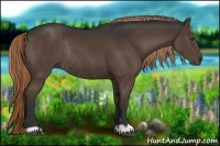 Horse Color:Liver Chestnut Rabicano 