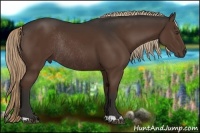 Horse Color:Liver Chestnut Rabicano