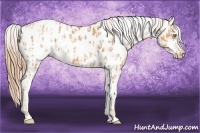 Horse Color:Gold Champagne Appaloosa  and Gold Champagne Appaloosa 