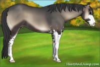Horse Color:Blue Onyx Sabino 