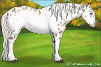 Horse Color:Silver Brown Onyx Frame Appaloosa 