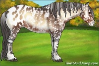 Horse Color:Brown Roan Onyx Appaloosa