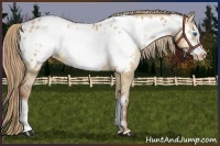 Horse Color:Red Dun Frame Appaloosa 