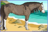 Horse Color:Liver Red Dun Splash 