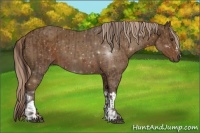 Horse Color:Liver Chestnut  and Chocolate Palomino 