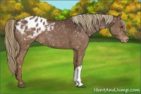 Horse Color:Liver Chestnut Appaloosa 