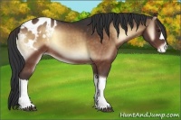 Horse Color:Brown Onyx Appaloosa