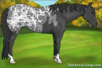 Horse Color:Black Ice 