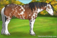 Horse Color:Bay Sabino Splash 