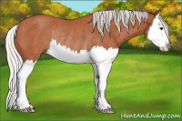 Horse Color:Silver Bay Splash Rabicano 
