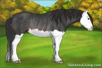 Horse Color:Brown Splash Rabicano