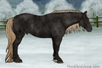 Horse Color:Liver Chestnut Ice Rabicano
