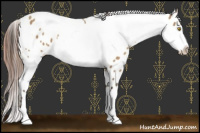 Horse Color:Amber Champagne Appaloosa  and Gray Amber Champagne Appaloosa 