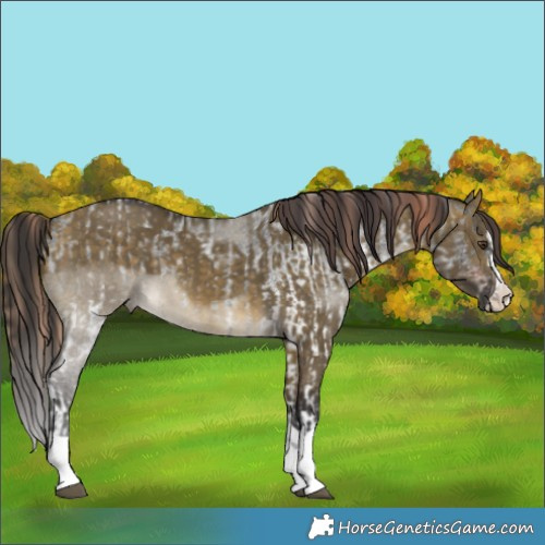 Horse Color:White Spotted Liver Red Roan Splash  and Buckskin Dun 
