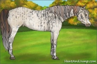 Horse Color:White Spotted Liver Red Roan Splash and Buckskin Dun