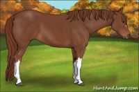 Horse Color:Chestnut 