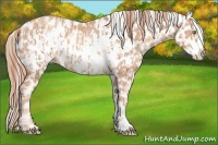 Horse Color:Gold Champagne Appaloosa  and Gold Champagne Frame Appaloosa 