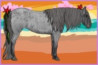 Horse Color:Blue Roan Varnish