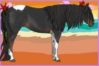 Horse Color:Liver Chestnut Tobiano