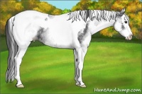 Horse Color:White Spotted Black Splash Tobiano Appaloosa 