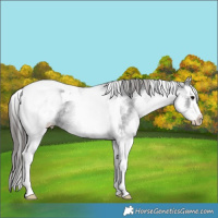 Horse Color:White Spotted Black Splash Tobiano Appaloosa 