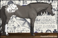 Horse Color:Grullo Appaloosa 