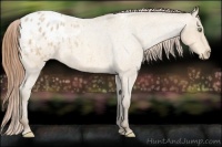 Horse Color:Amber Cream Champagne Roan Appaloosa Rabicano