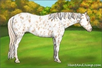 Horse Color:Gold Champagne Appaloosa  and Gold Champagne Appaloosa Rabicano 
