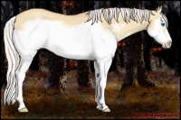 Horse Color:Silver Classic Champagne Dun Splash Frame 