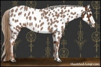 Horse Color:Red Roan Near Leopard 