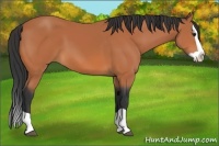 Horse Color:Bay Splash 
