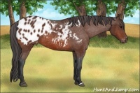 Horse Color:Bay Appaloosa