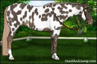 Horse Color:Chocolate Palomino Near Leopard 