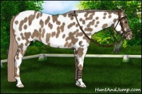 Horse Color:Chocolate Palomino Near Leopard 