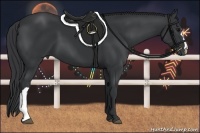 Horse Color:Black 