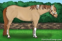 Horse Color:Red Dun Roan Tobiano 