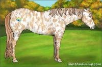 Horse Color:Gold Champagne Near Leopard and Gold Champagne Frame Near Leopard