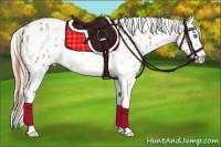 Horse Color:Amber Cream Champagne Appaloosa and Gold Cream Champagne Appaloosa