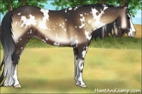 Horse Color:White Spotted Brown Onyx Sabino
