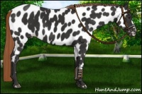 Horse Color:Liver Chestnut Appaloosa 