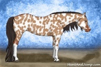 Horse Color:Bay Dun Appaloosa 