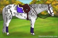 Horse Color:Black Sabino Splash Appaloosa  and Black Sabino Splash Appaloosa 