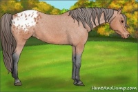 Horse Color:Bay Appaloosa
