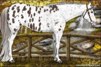 Horse Color:White Spotted Liver Chestnut Blanket 