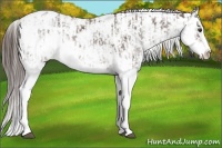 Horse Color:Liver Chestnut Sabino Splash Varnish  and Liver Chestnut Sabino Varnish 