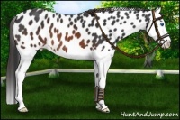 Horse Color:Brown Splash Leopard 