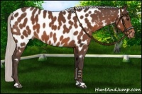 Horse Color:Silver Brown Appaloosa